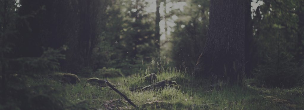 Pages – WP Gallery Styles